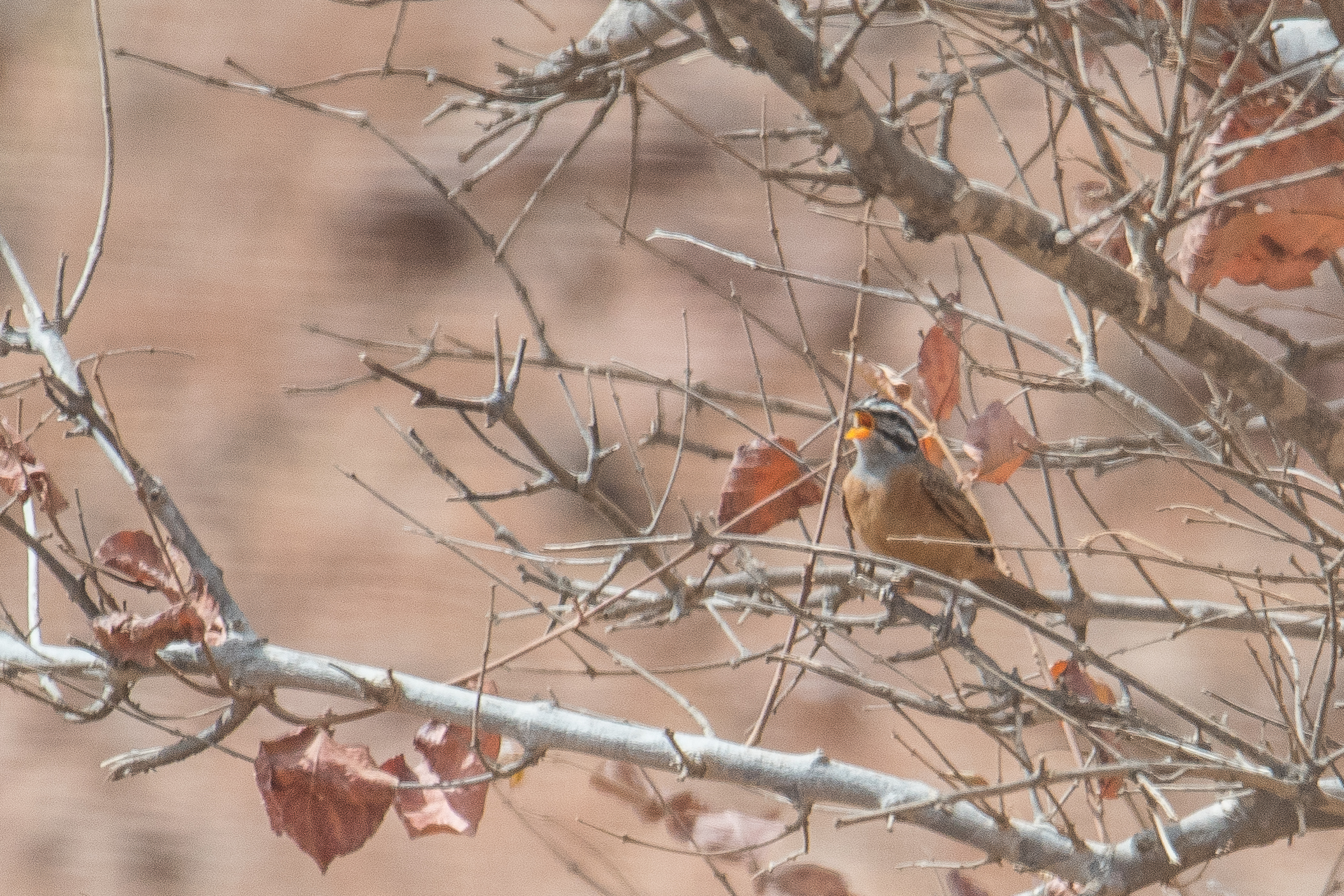 Bruant d'Alexander mâle chantant (Alexander's Bunting, Emberiza  Goslingi), Réserve Narurelle de Popenguine, Région de Thiès, Sénégal.